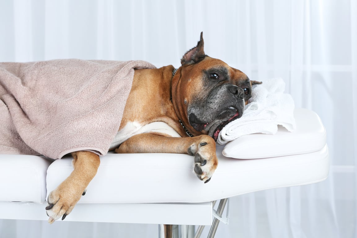 Dog Lying on a Massage Table