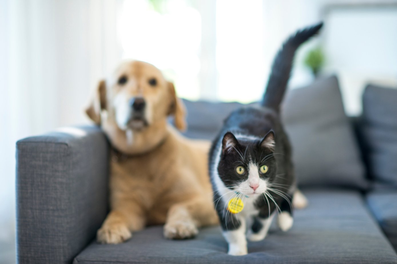 Cat and Dog